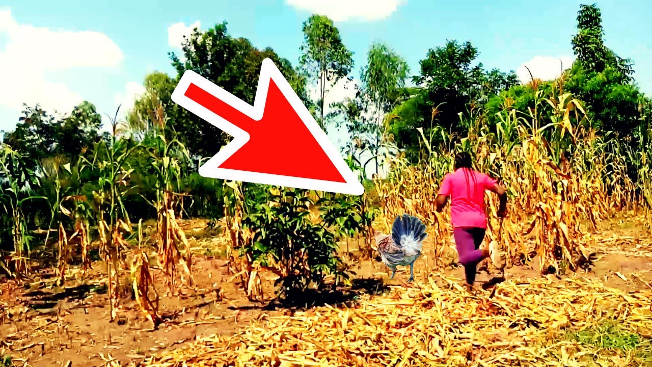 Chasing and Catching CHICKEN for Miss Trudy  as a Luhya girl in Bungoma, Kenya @MalikaKenya