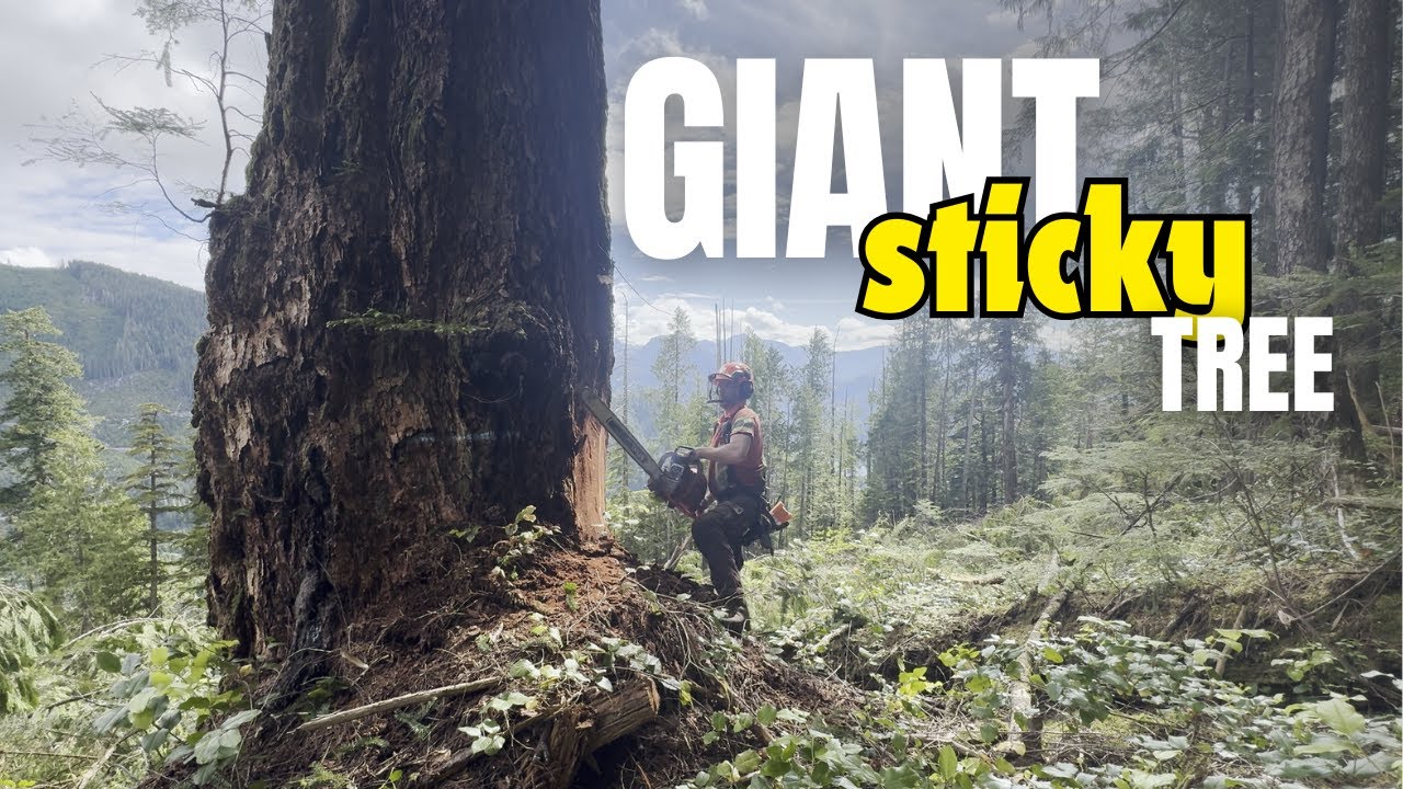 294. Big Sticky Fir