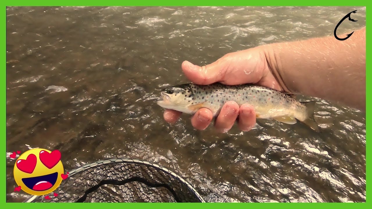 Ultralight, trout, spinning morning UL river crankbait fishing - Ultra light brown trout fishing