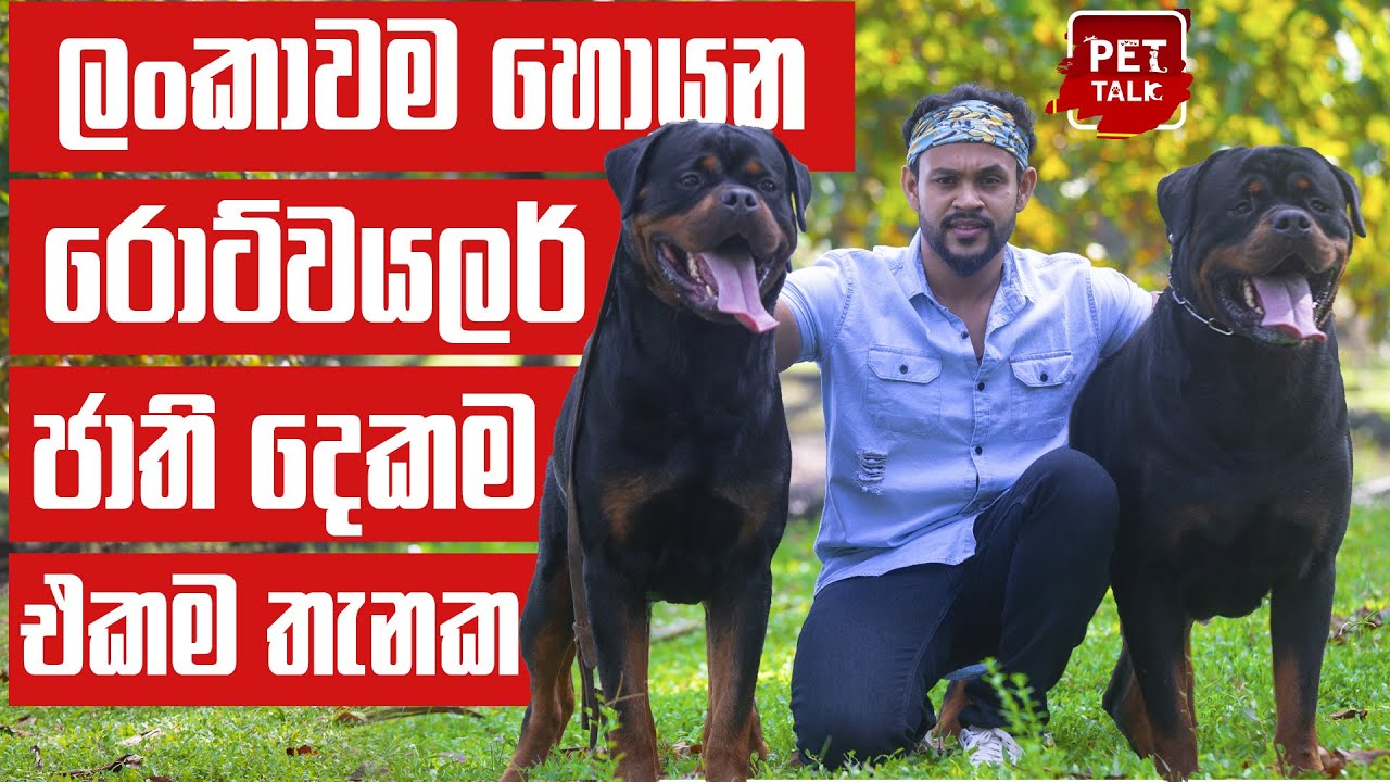 21/22 අවුරුදු දෙකේ පිට පිට ලංකාවේ වැඩිම කප් දිනපු රොට්වයලර් | Rottweiler | Pet Talk