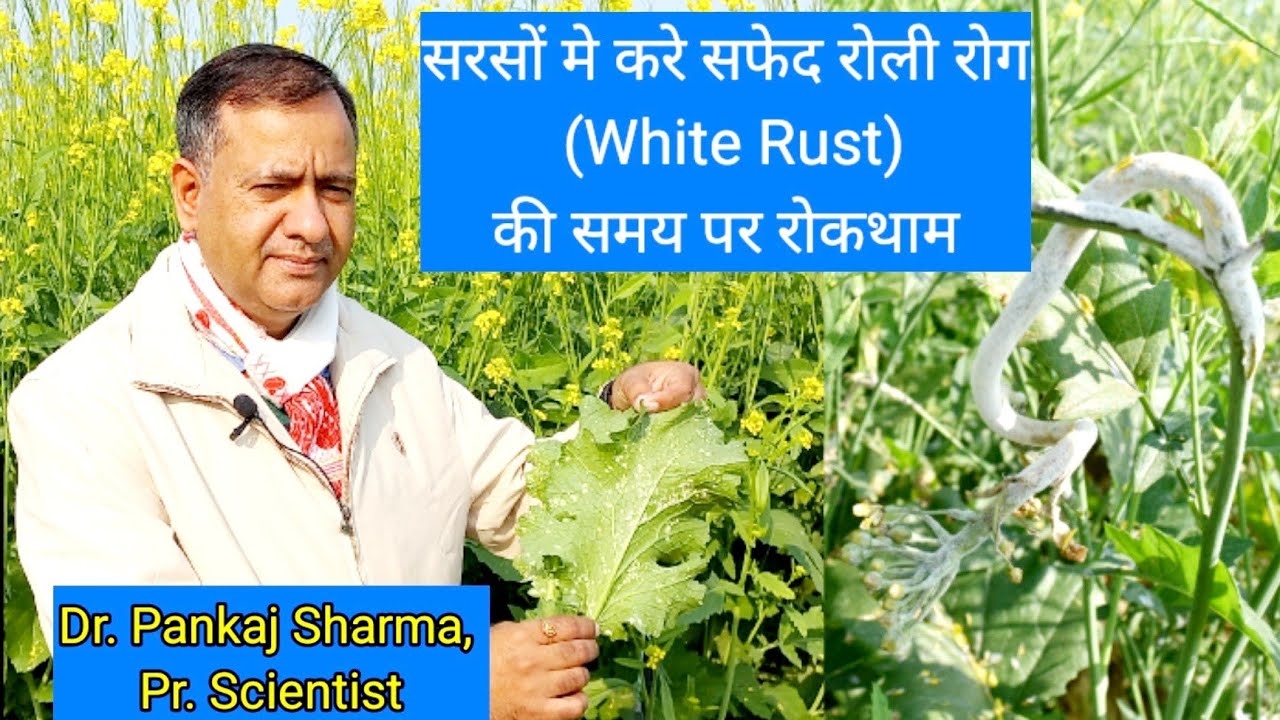 White Rust of Mustard | सरसों का सफेद रतुआ/किट्ट रोग | Dr. Pankaj Sharma, Pr. Scientist, ICAR-DRMR