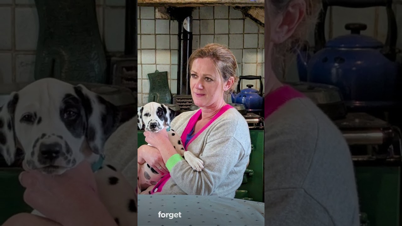 Dalmatian pups turn one! Please subscribe if you love dalmatians, it's free.