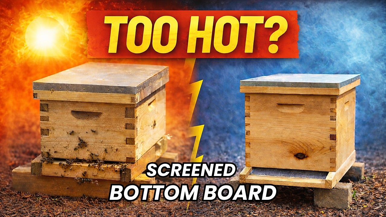 Swapping Solid Bottom Boards With Screened 