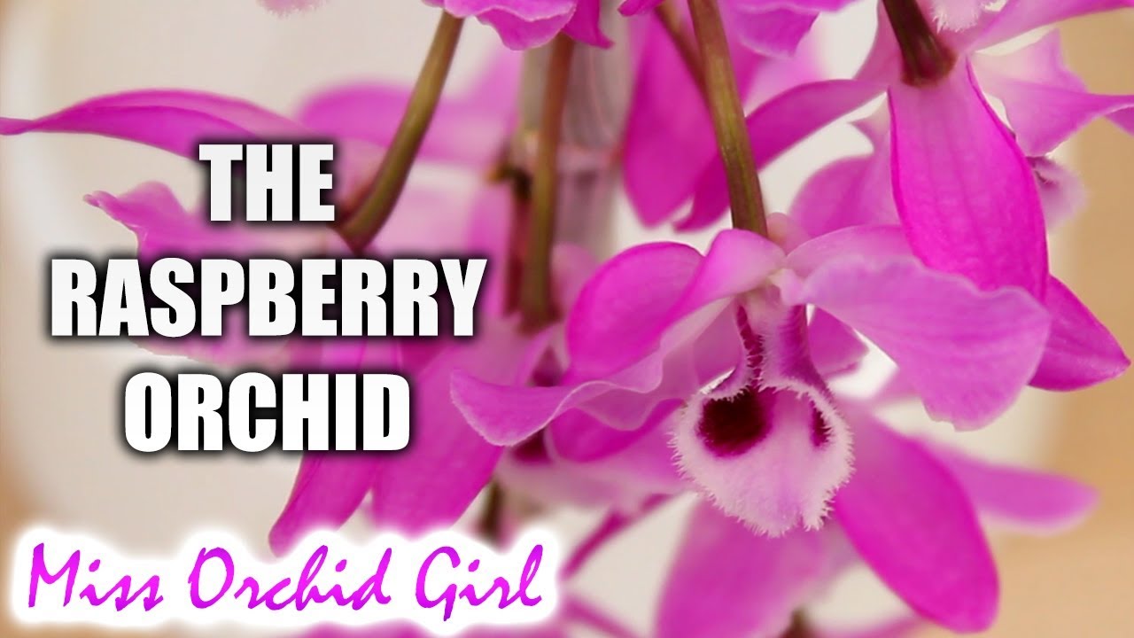 Orchids with fuzzy flowers #1 - Dendrobium parishii care tips