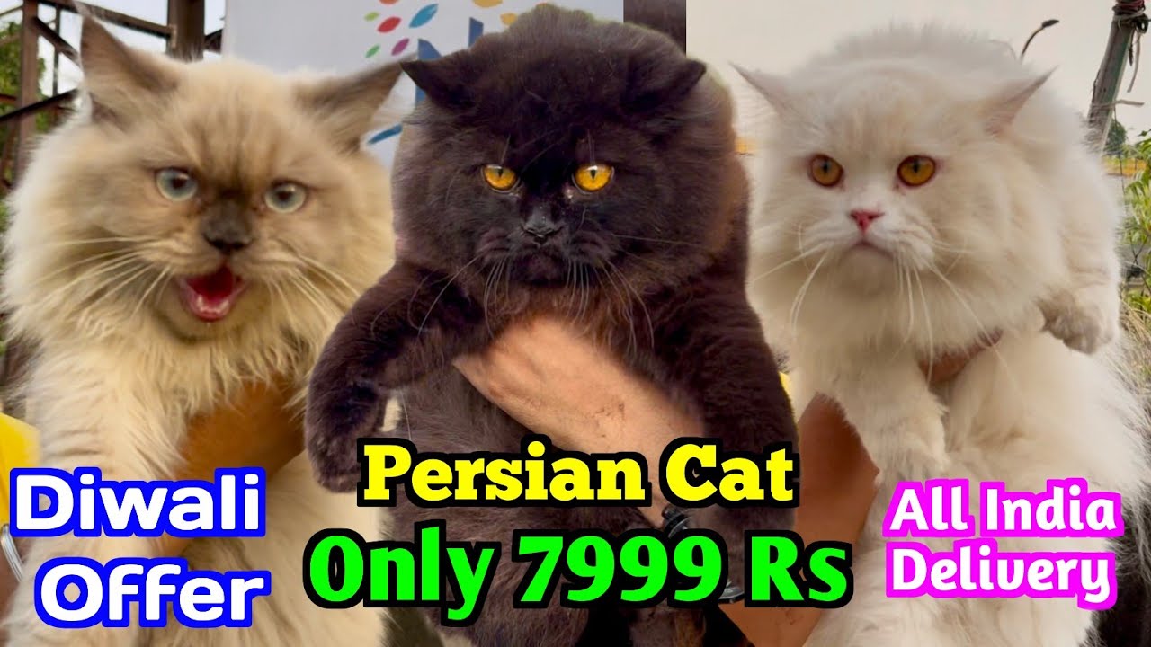 Persian Cat Price 7999 Rs. Cat Market in Kolkata. Kolkata Cat Market.