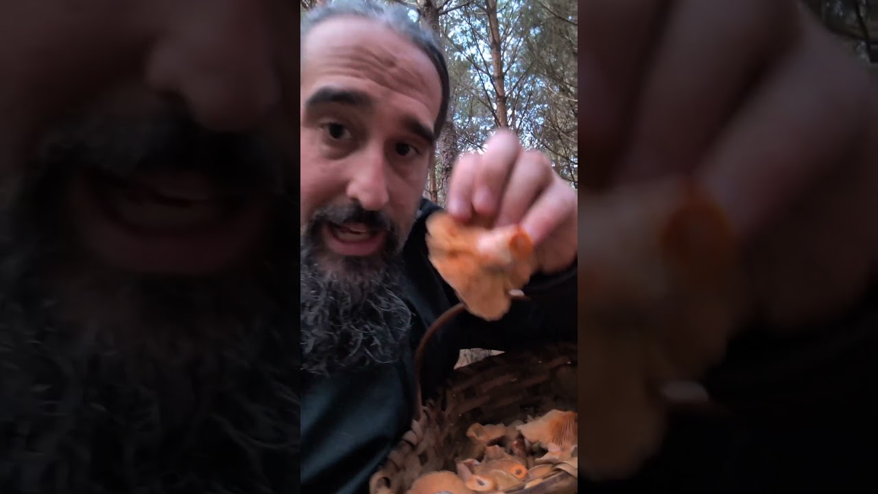 N&iacute;scalos. Lactarius 