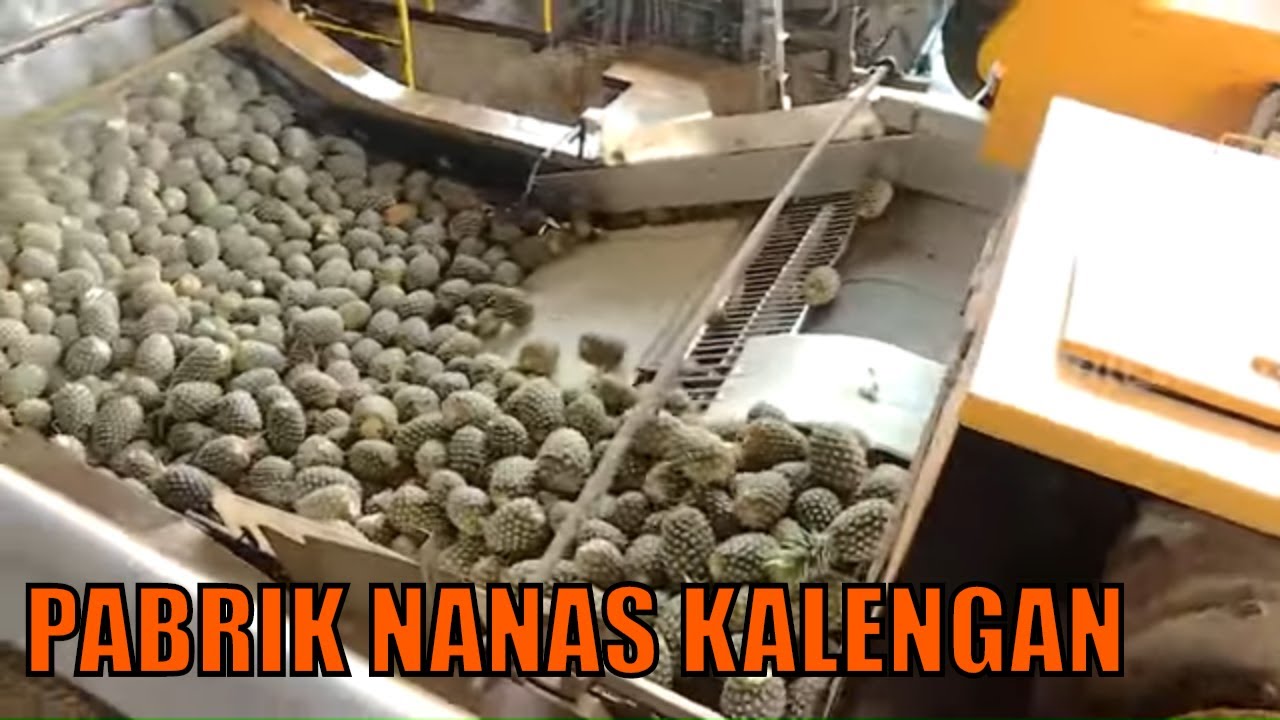 Kepoin Pabrik Nanas Kalengan Praktis Siap Santap | SI UNYIL (11/05/20) Part 3