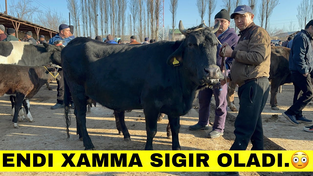 Hamma Sigir Oladi.Narxlar Ancha Qulay Bolyapti Tergachi#2025 ##2025 ##2025 ##2026 ##sigir 