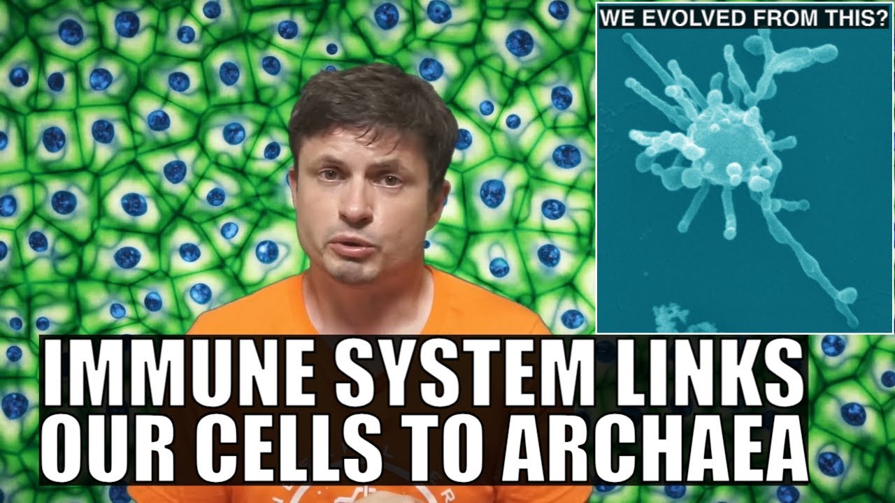 New Undeniable Proof That Our Cells Evolved From Asgard Archaea