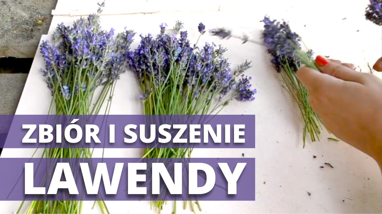 Jak, kiedy ścinać i suszyć LAWENDĘ?