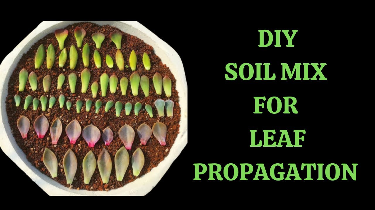 || HOW TO PREPARE SOIL FOR LEAF PROPAGATION || DIY SOIL MIX ||