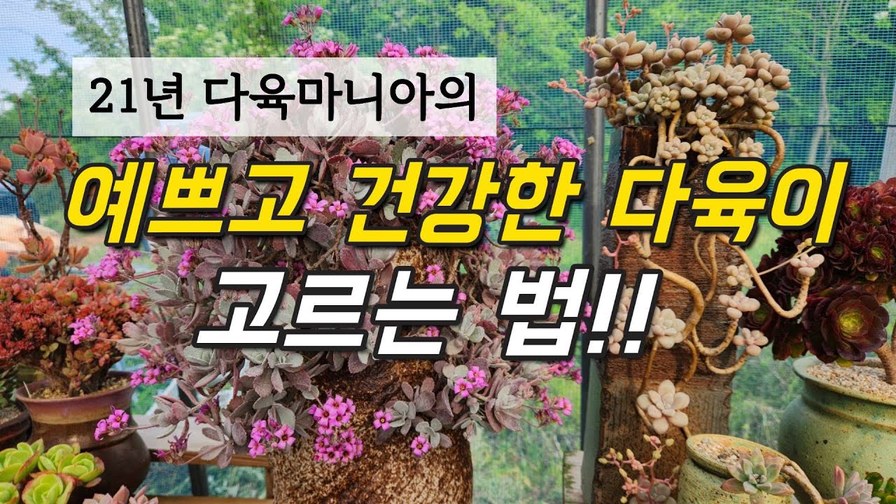 21년 다육마니아의 12년 키운 수형 예쁜 다육이와 예쁜 다육이 고르는 법ㅣ정하네다육(익산시 삼기면 용연리 466, 010-9946-7818)ㅣ다육이 키우기ㅣ#신쌤의다다육선