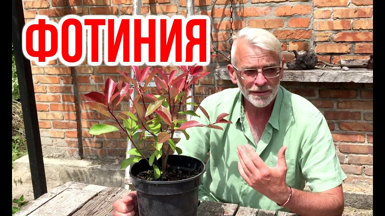 Фотиния Фрезера Red Robin / Посадка и уход / Игорь Билевич