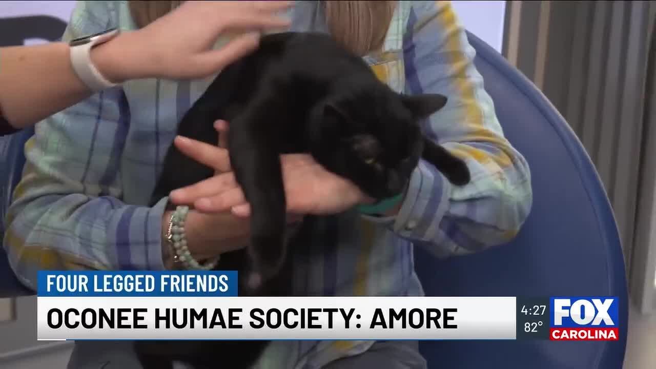 Four Legged Friends: Amore