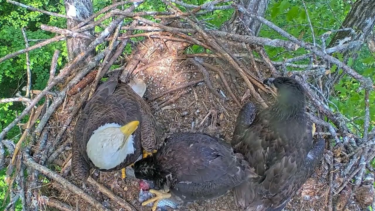 EP#484 #baldeagle Review birds in nest with nature #birdslovers #birdsounds #birdsnest #wildbirds