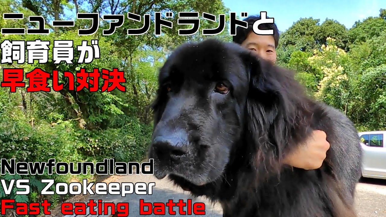 ニューファンドランドと飼育員が早食対決 Newfoundland VS zookeeper fast eating battle