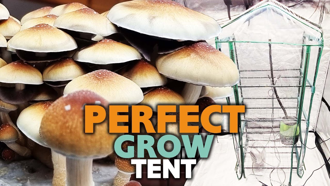 Mushroom Grow Tent DIY Setup Guide - How to Grow ANY Mushrooms at Home EASY