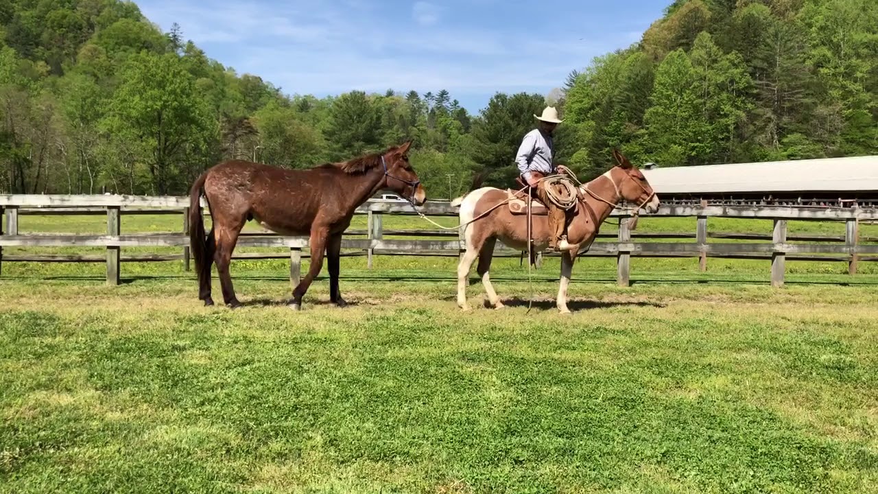 Ty ponying a mule that has a bolting problem, helping him learn to lead