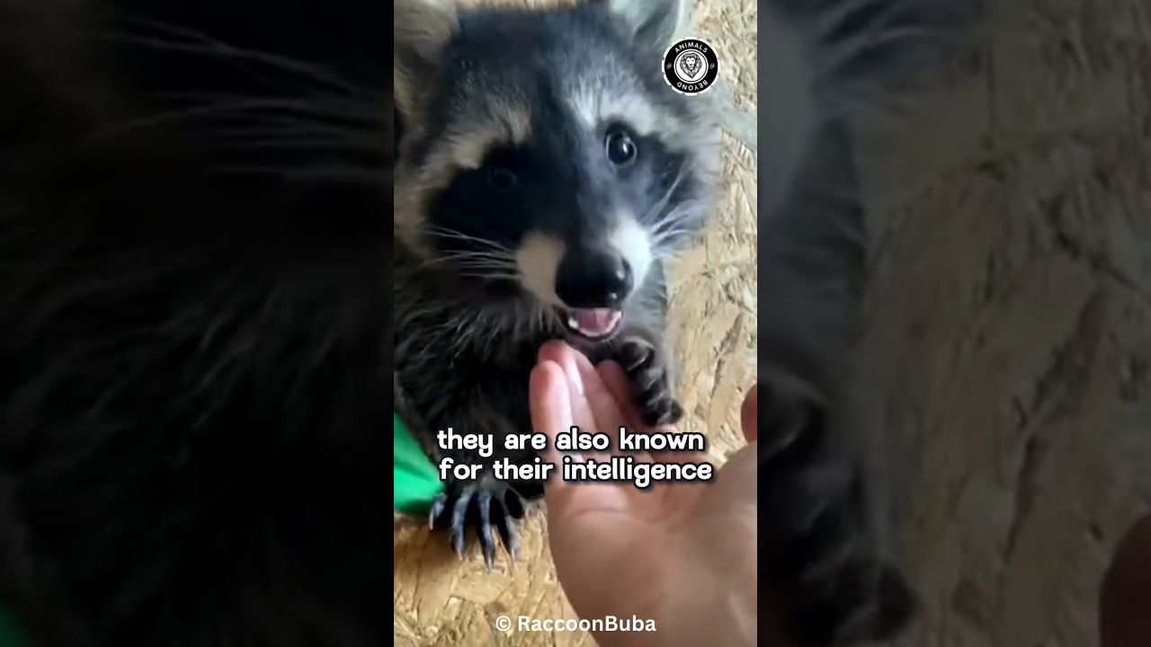 Raccoon 🦝 Alternative Animal to have as a Pet #shorts #animal #raccoon  #animals #animalfacts #pet