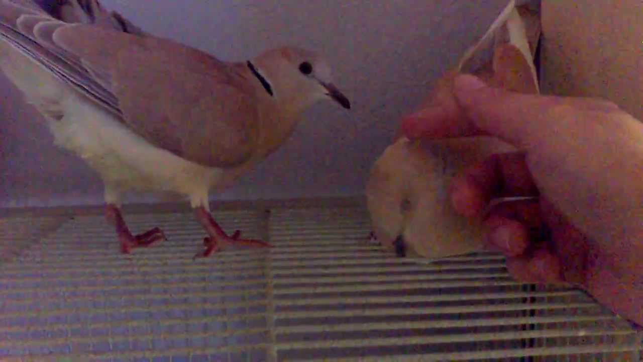 Haha's and Coocoo's