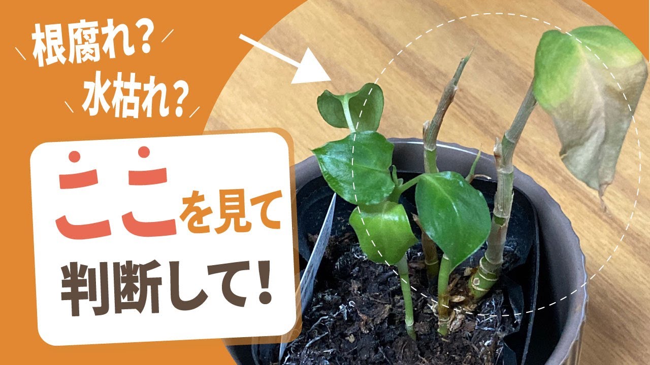 根腐れ？水枯れ？　ここを見て判断して！