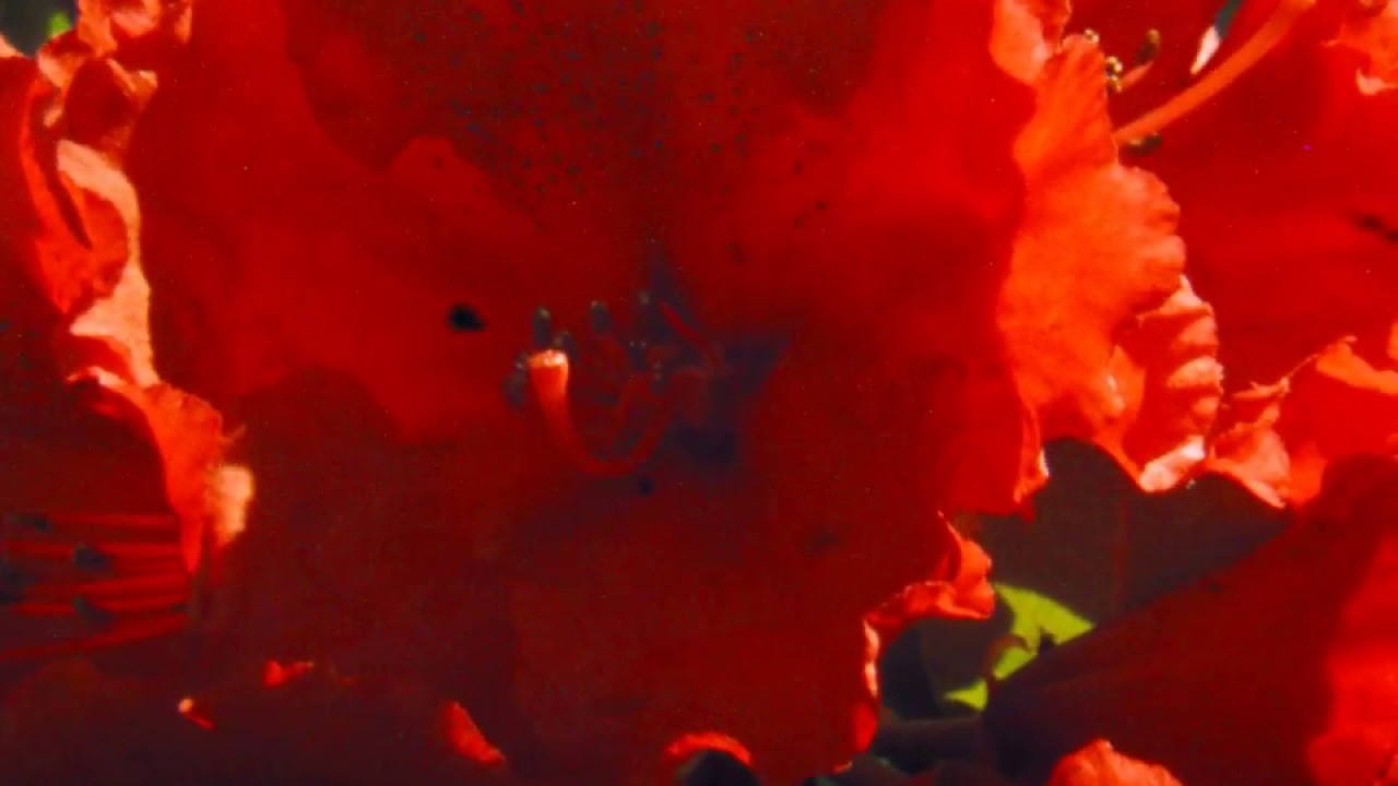 Digital Super-8 - Blooming rhododendrons (Red Jack)