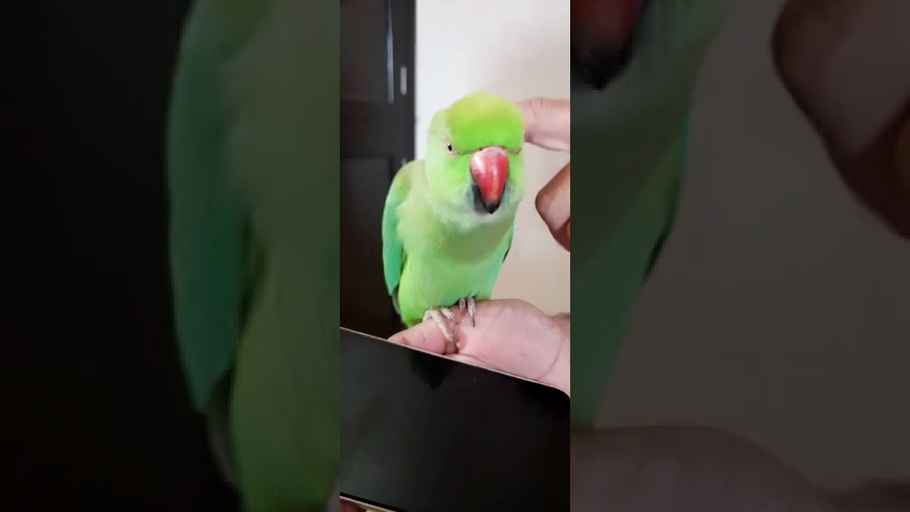 😂Expectations vs Reality || &hearts;️Funny Expectations vs Reality parrot video😂