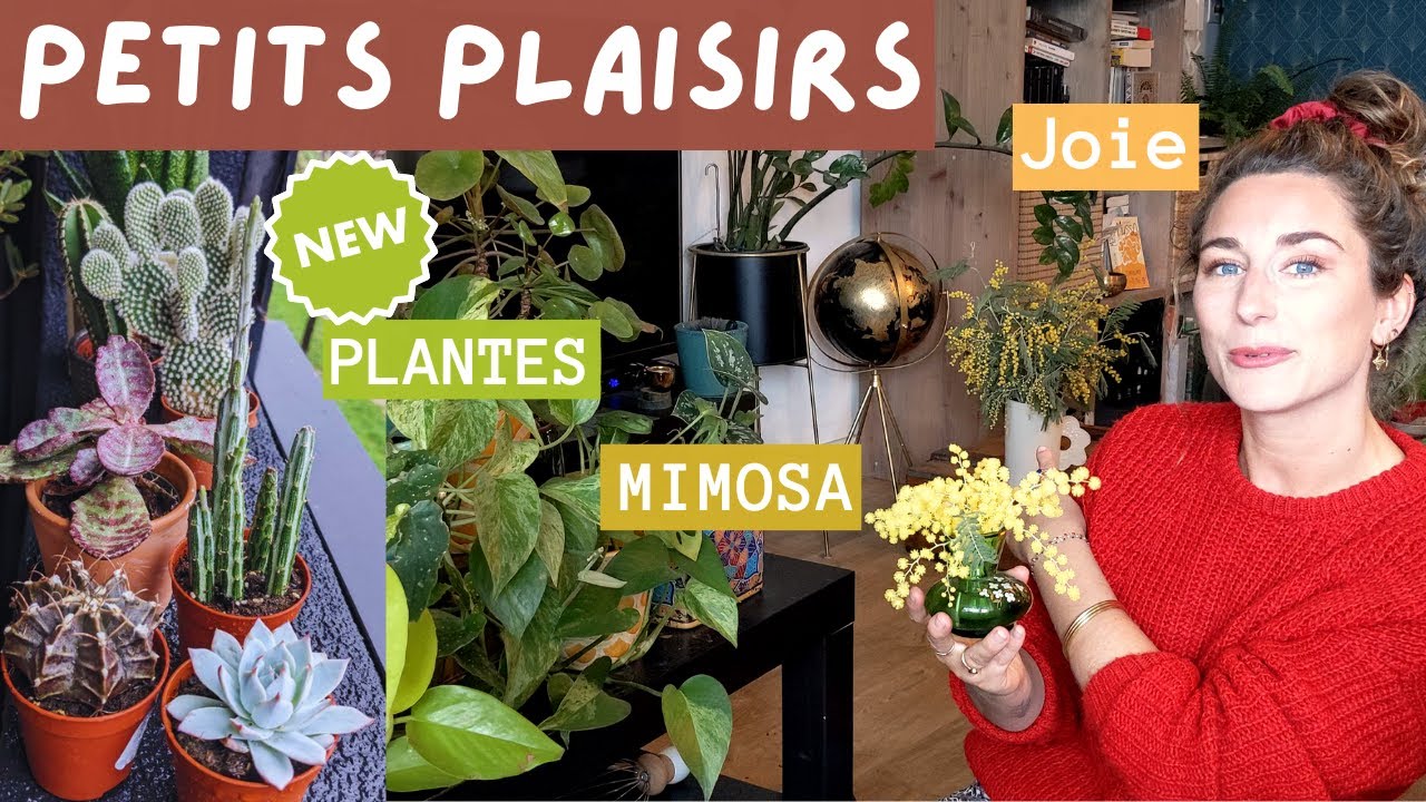 Nouvelles plantes, joie et mimosa !