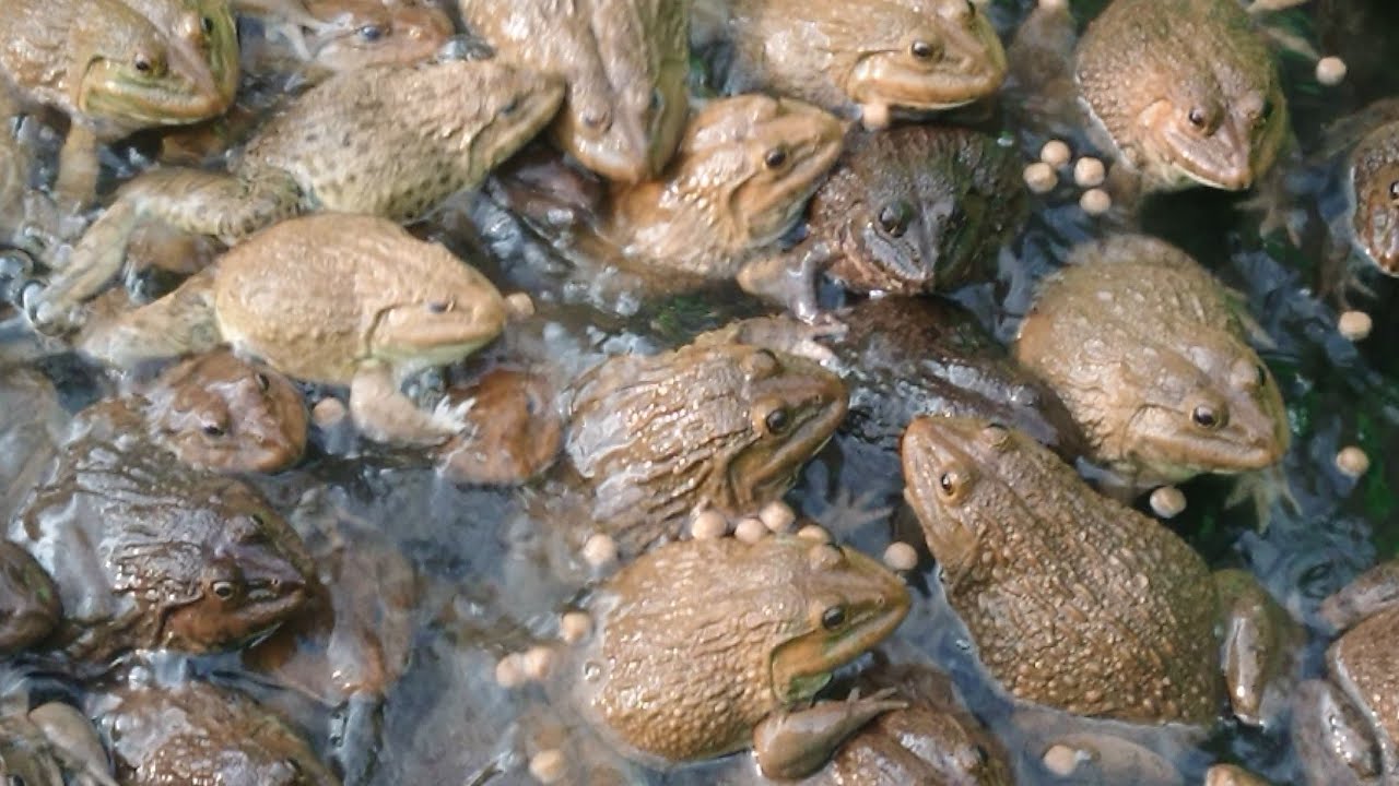 Frogs feeding