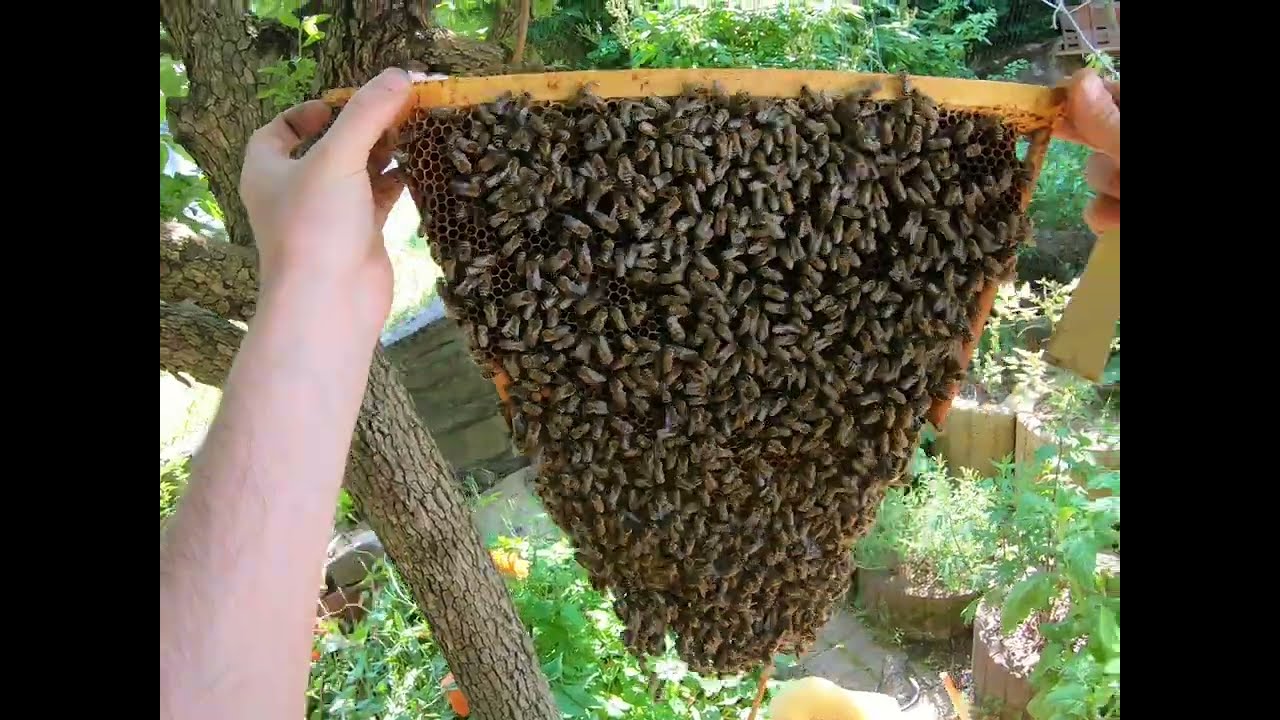 27.05.23 Volksdurchsicht - Altk&ouml;nigin, Umweiselung, Begattungskisten
