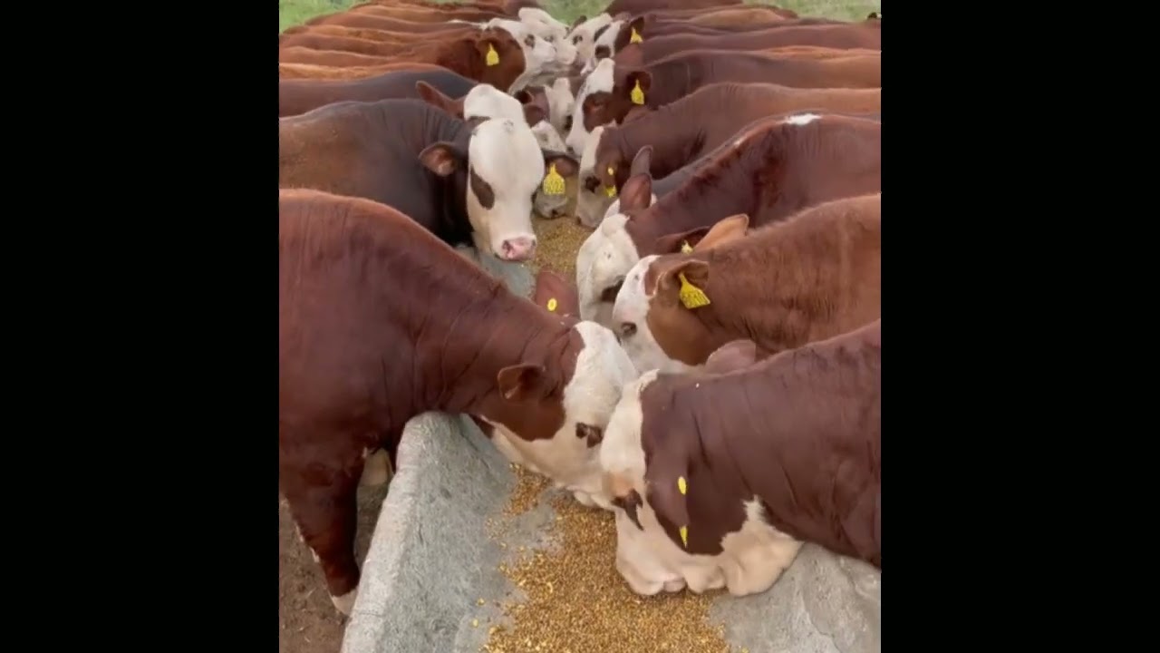 The 3 Fastest-Growing Farm Animals for Easy Fattening and Income