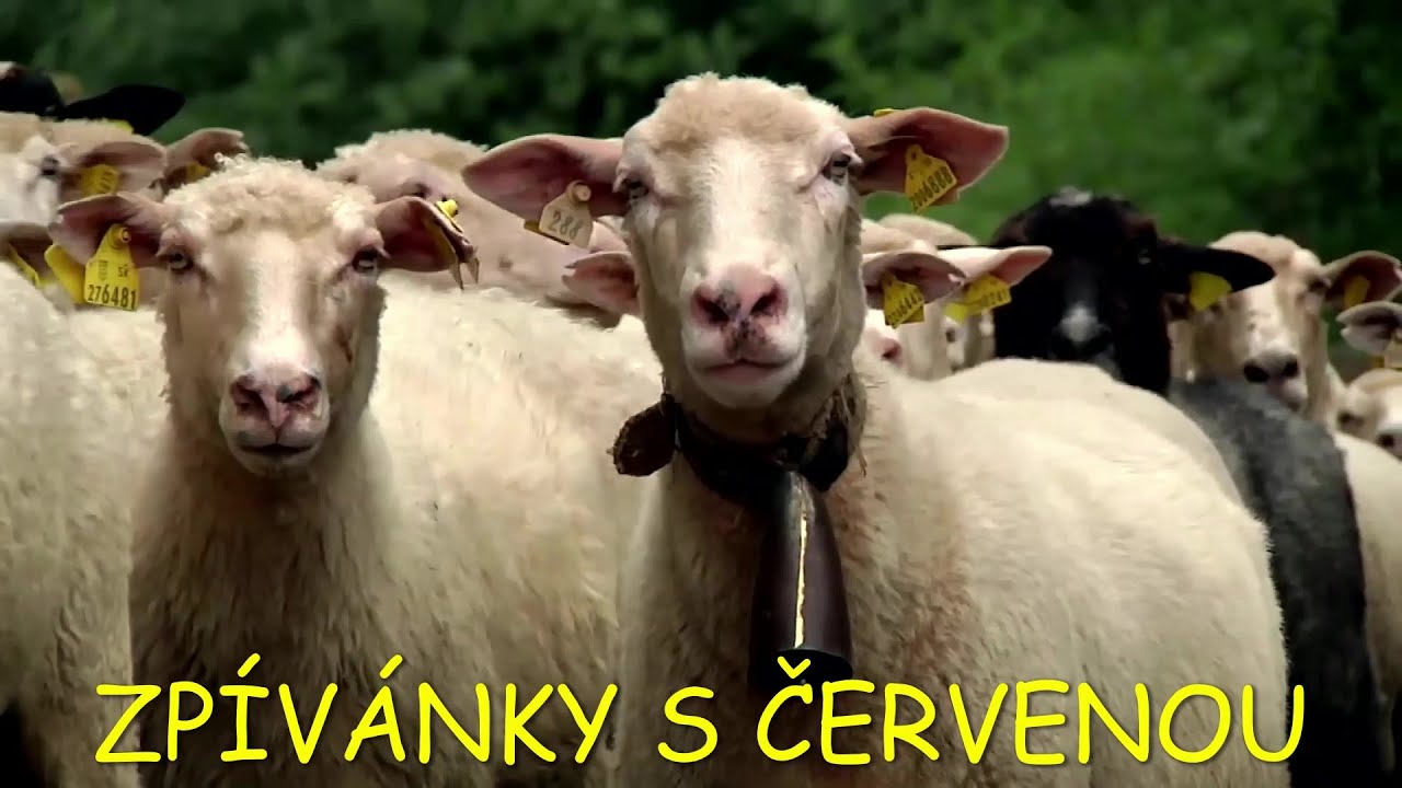 Zp&iacute;v&aacute;nky s Červenou - Beskyde, Beskyde