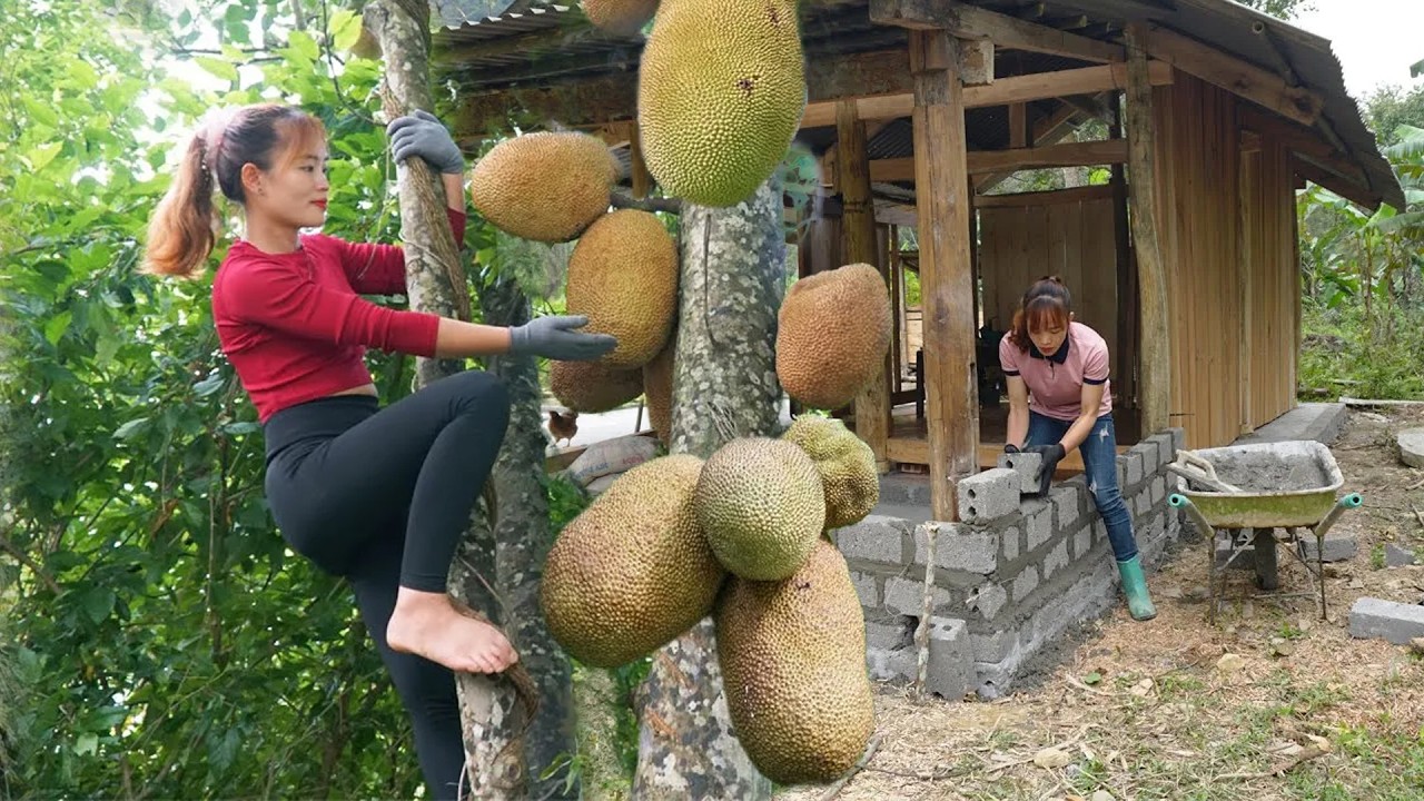 Harvesting Luffa & Jackfruit With My Daughter | 3-Wheel Truck to Market Sell