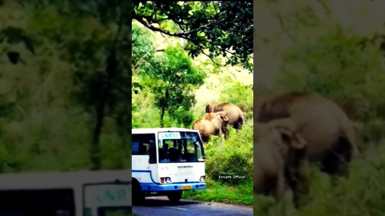 Elephant attack forest kerala | wayanad muthanga forest | wayanad muthanga elephant attack