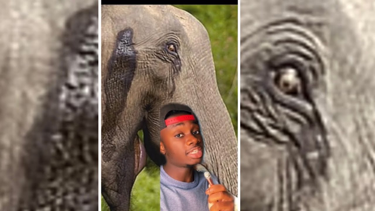 Why This Elephant Probably Wants You Dead