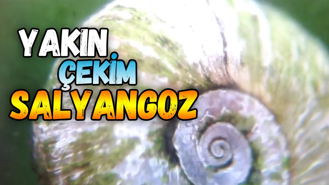 Yakın &Ccedil;ekim Gastropod (salyangoz)  