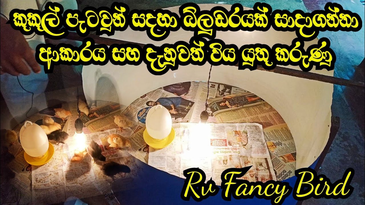 How to make a chicken brooder..? | Chicken brooder time | Brooder for chicks in sri lanka
