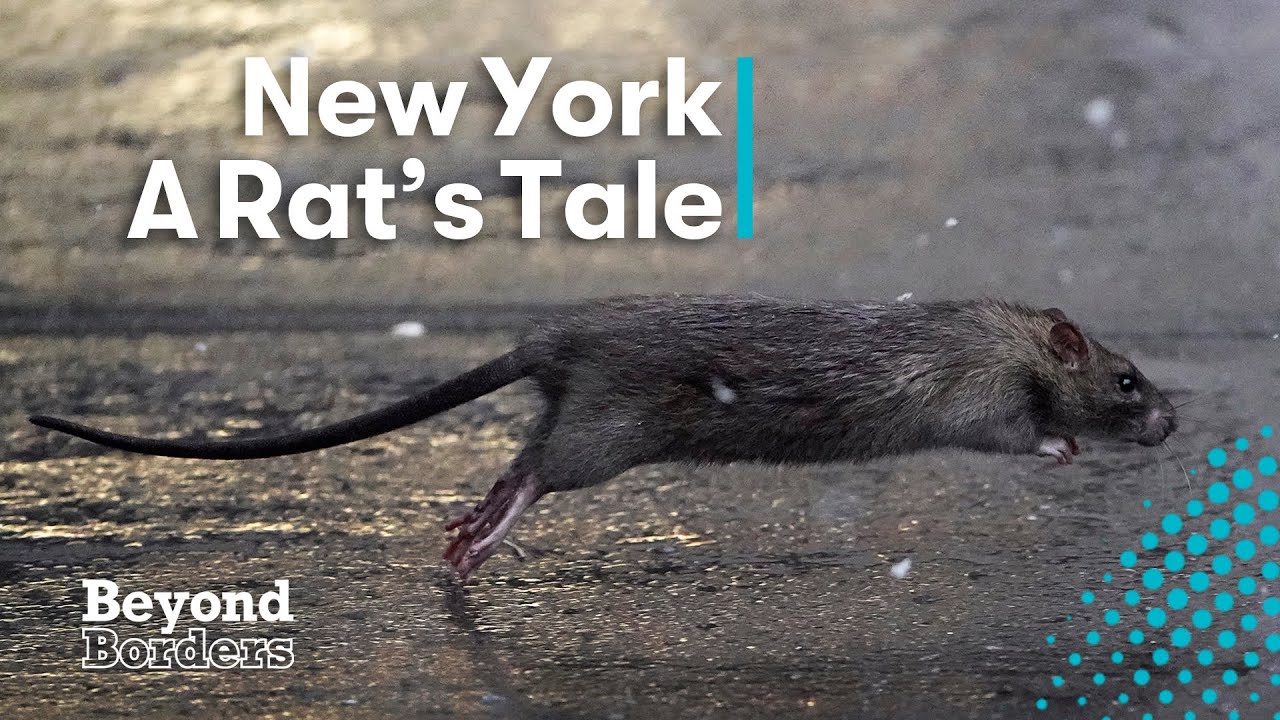 The race against rodents. How New York is going hard in its war on rats | Beyond Borders