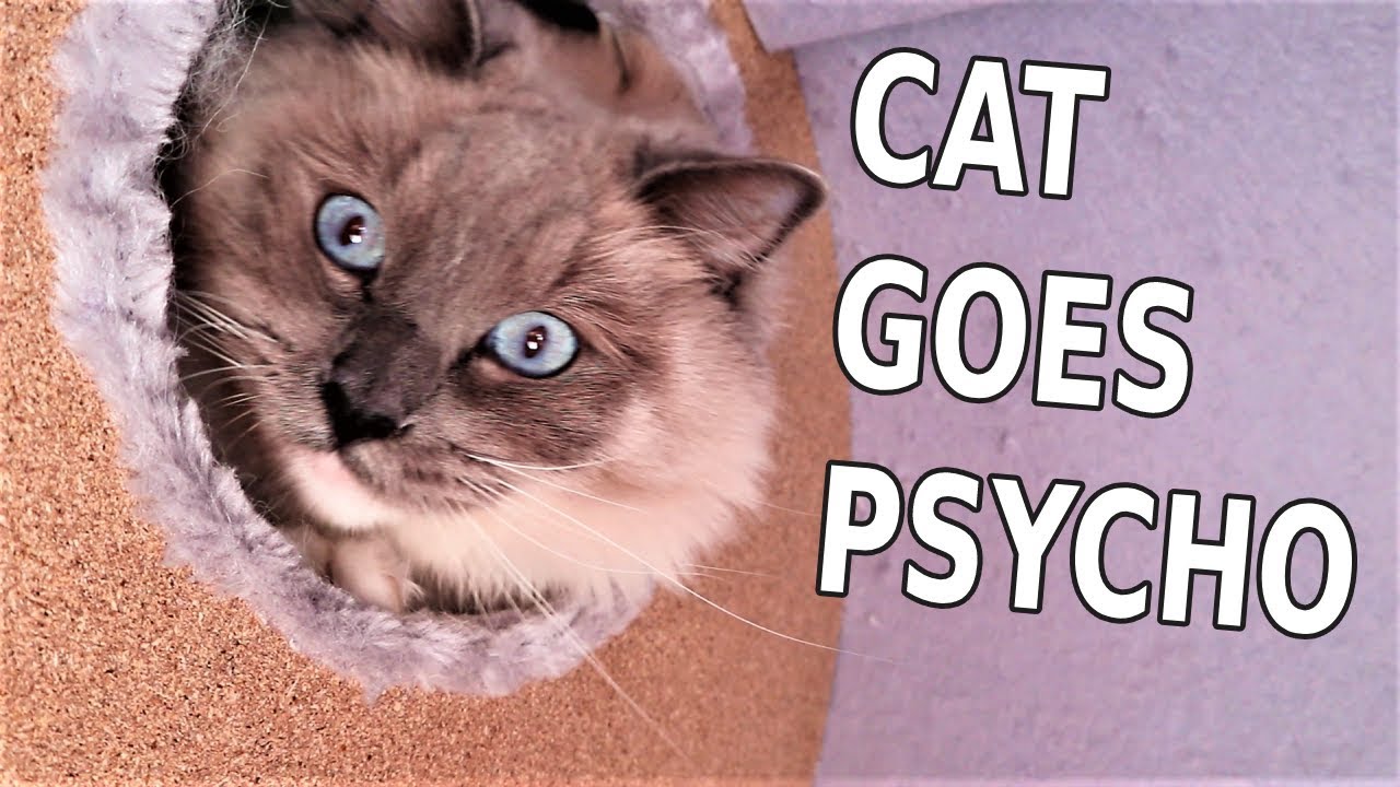 The Zoomies Makes Ragdoll Cat Wild.