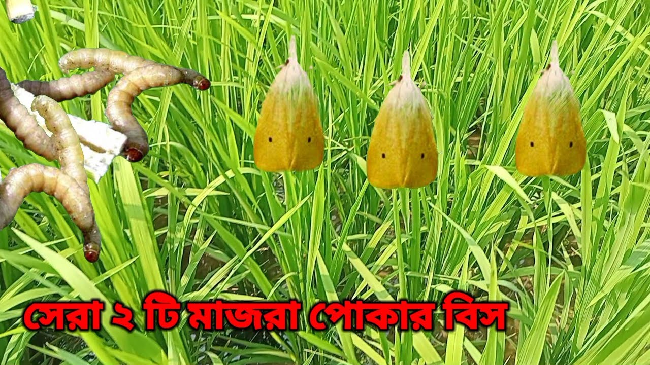 ধানের সব চেয়ে ভাল মাজরা পোকার বিস| ধানের মাজরা দমন|Ways to kill rice borer