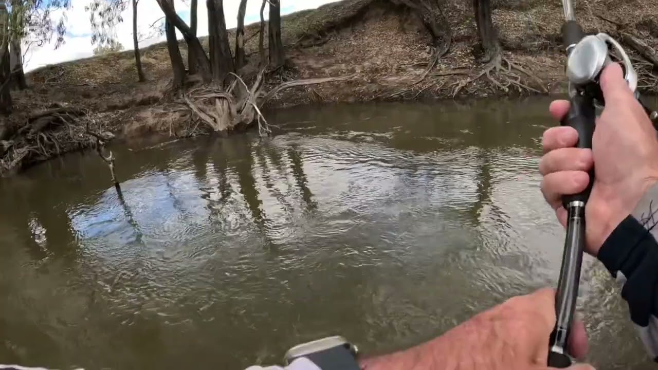 Little fella, Not happy #murraycod #crankbait #trending 