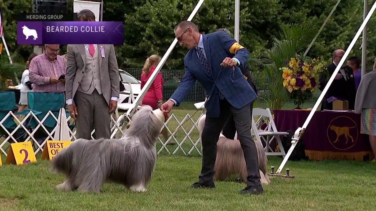 Bearded Collies | Breed Judging 2021
