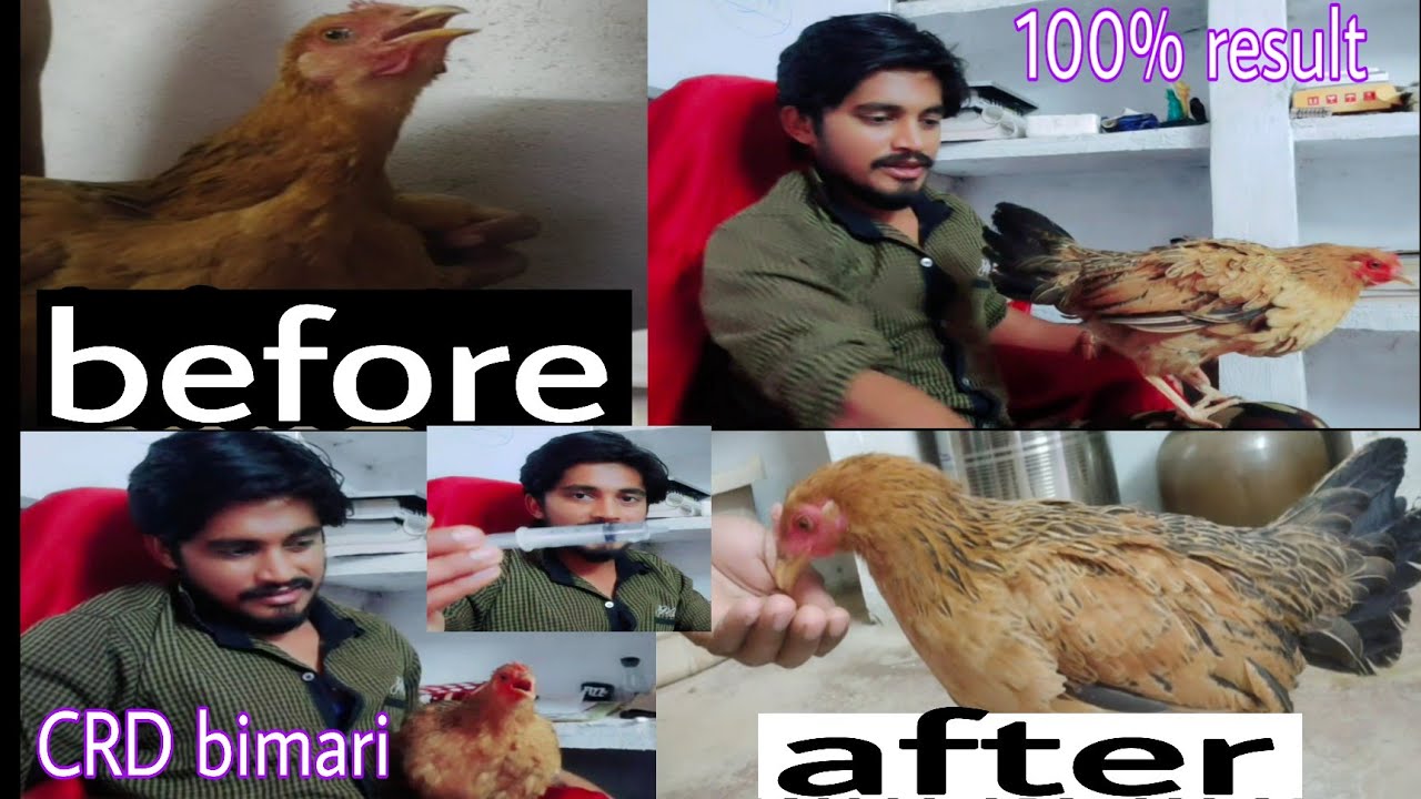 murgi ko CRD bimari se kaise bachaye | best medicine