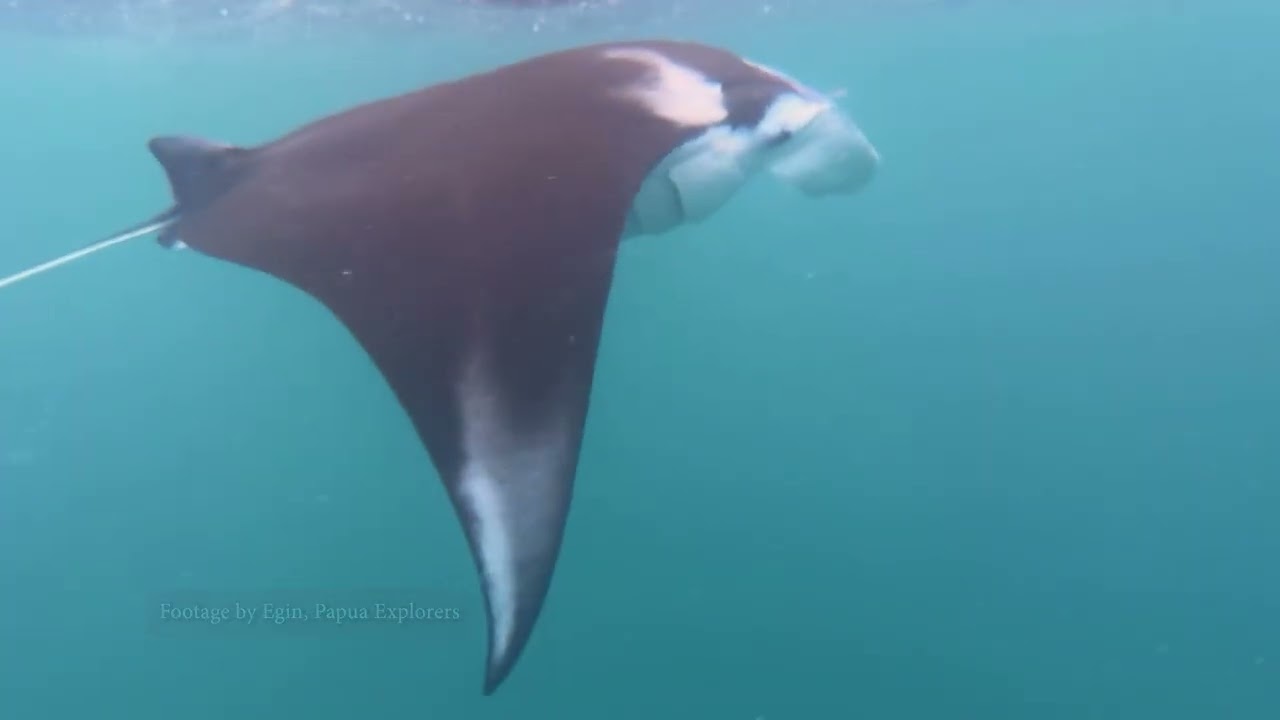 All the Ocean Runs Through You: A Film from Raja Ampat