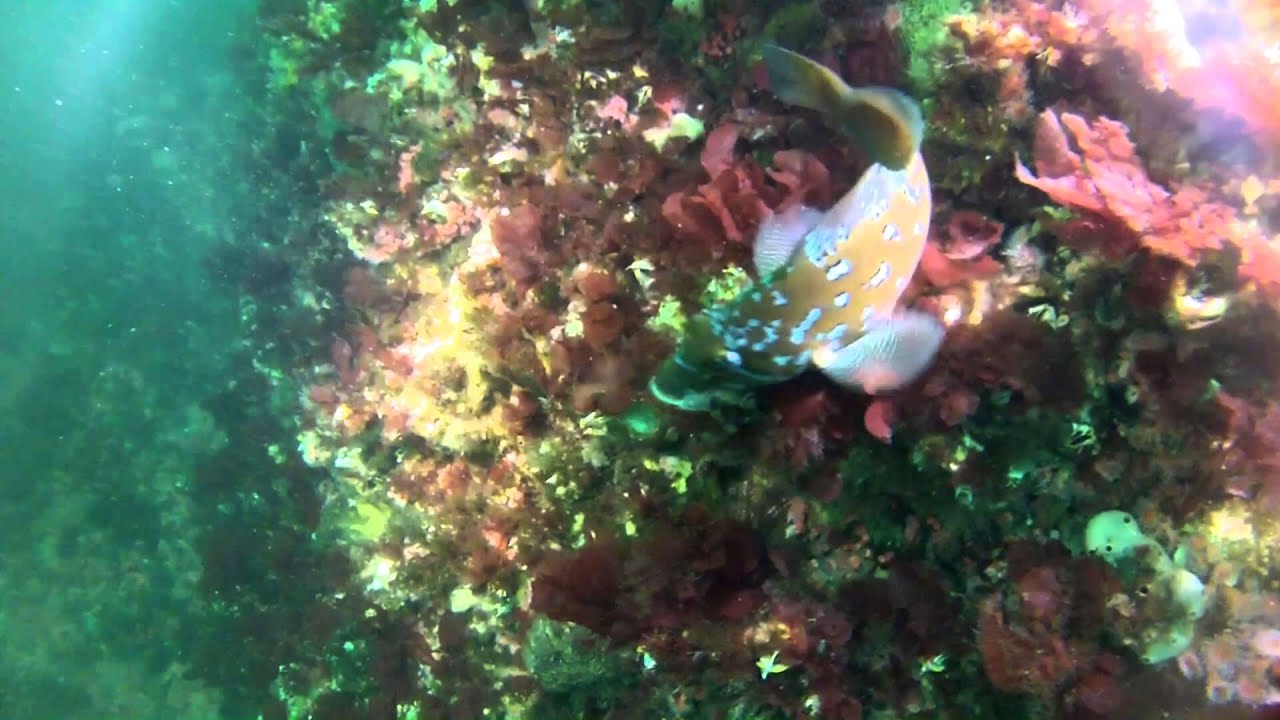Diving Quadra Island