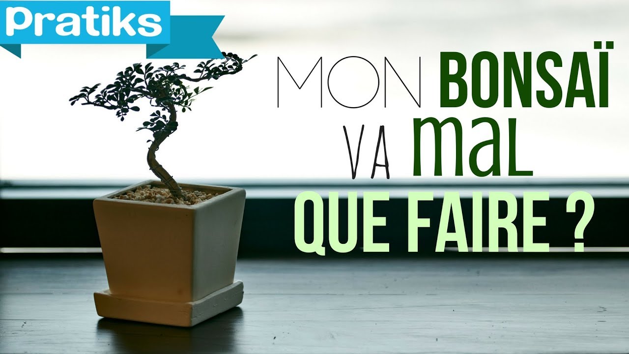 Bonsaï : que faire quand mon bonsaï va mal
