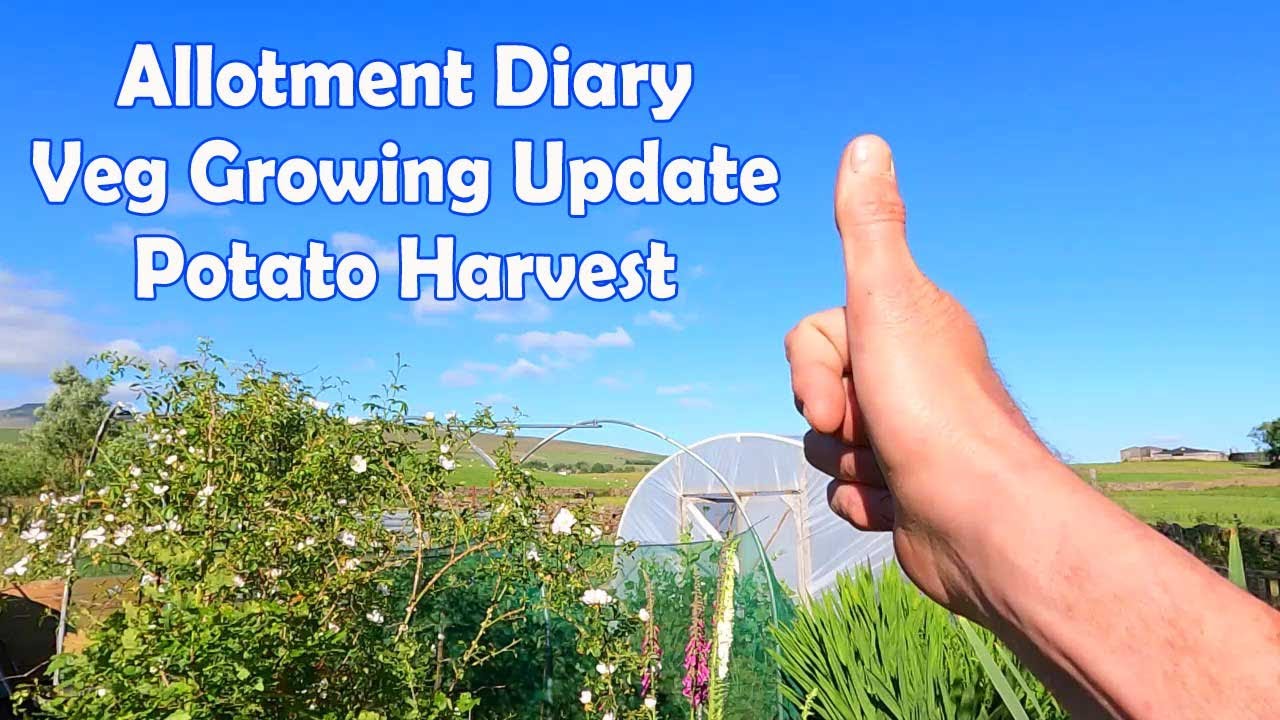 Allotment Diary : Mid June Veg Growing Update and another Potato Harvest