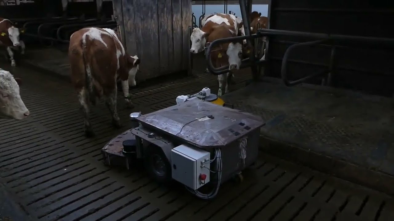 Manure removal robot for cleaning cubicles in a dairy stable