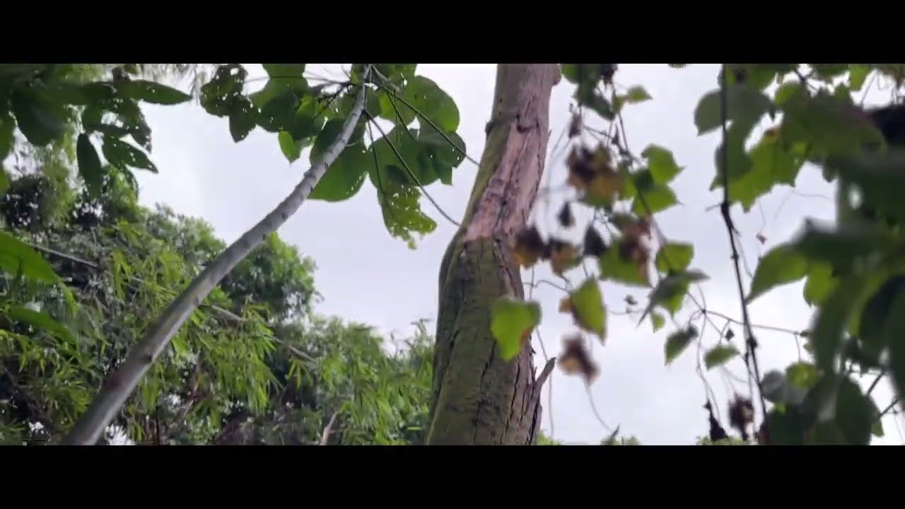 [ Hong Kong Tree work 香港攀樹工作 ] Climbing in strong wind 三號風球下工作