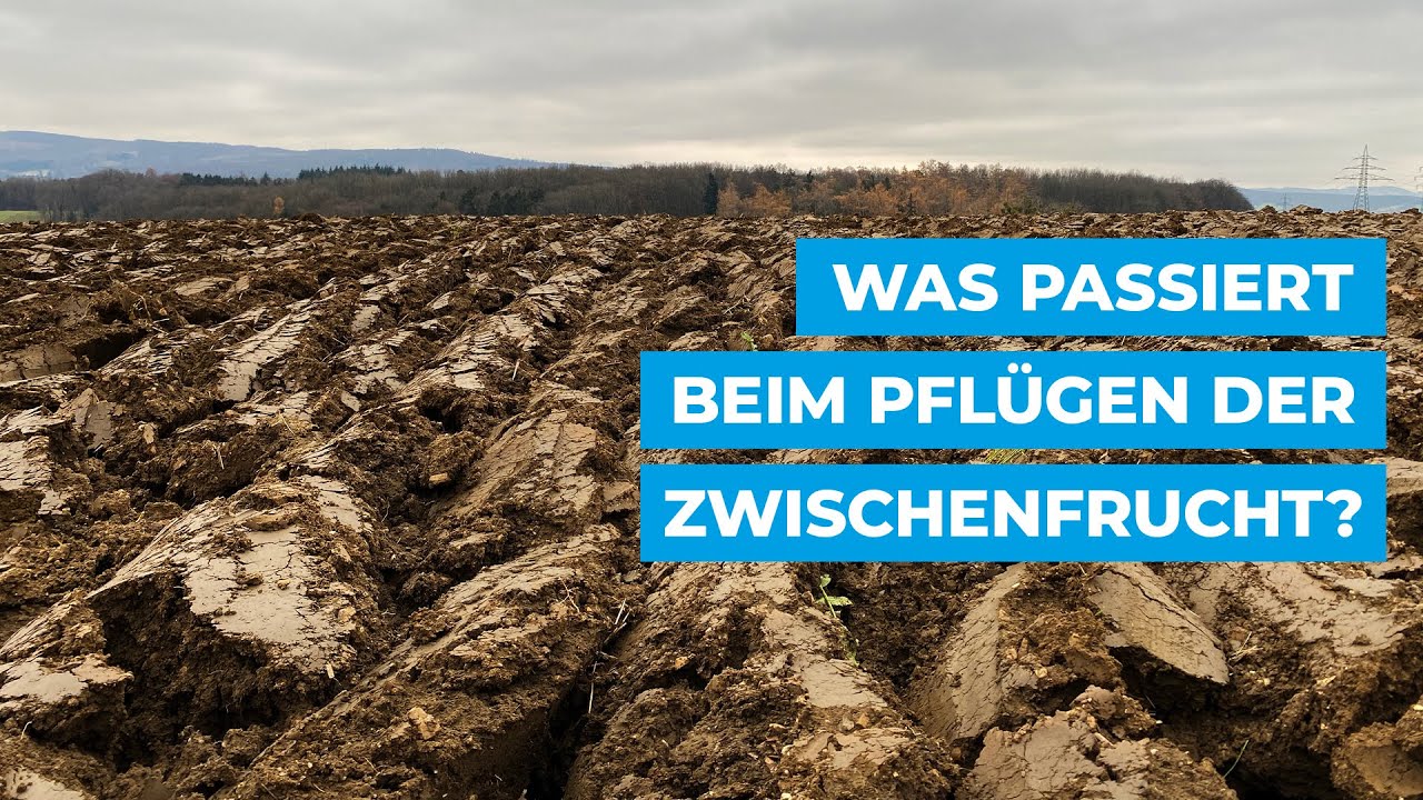 Was passiert beim Pflügen der Zwischenfrucht?
